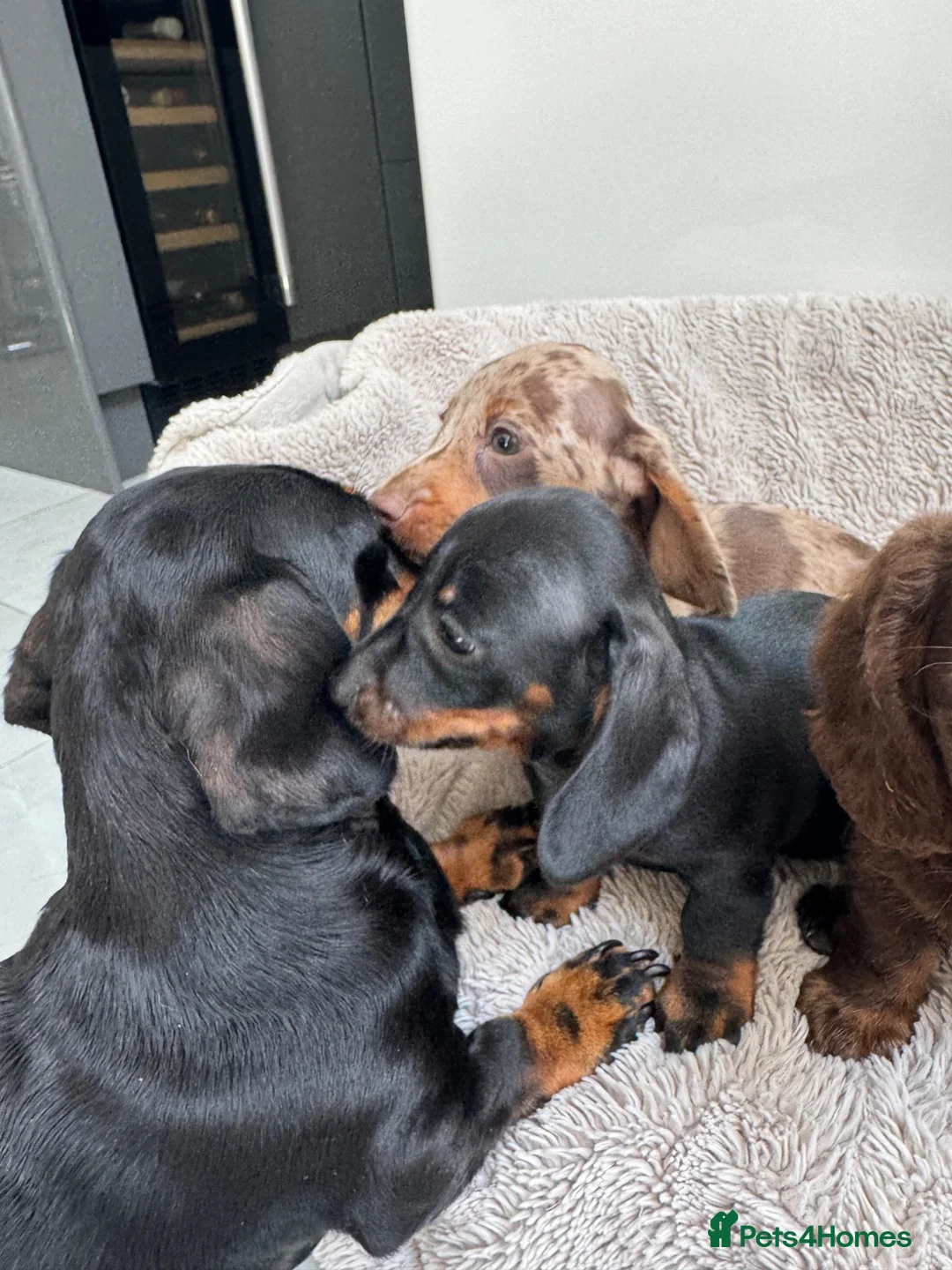 Miniature Dachshund dogs for sale: Miniature dachshund  - Advert 17