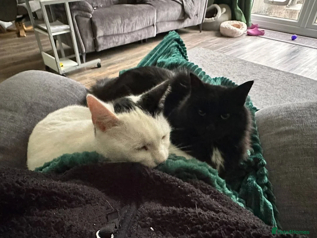 Mixed Breed cats for adoption: 🐱 FLOOF & LUCKY – TWO SWEET CAT BOYS in Ilkeston - Advert 1