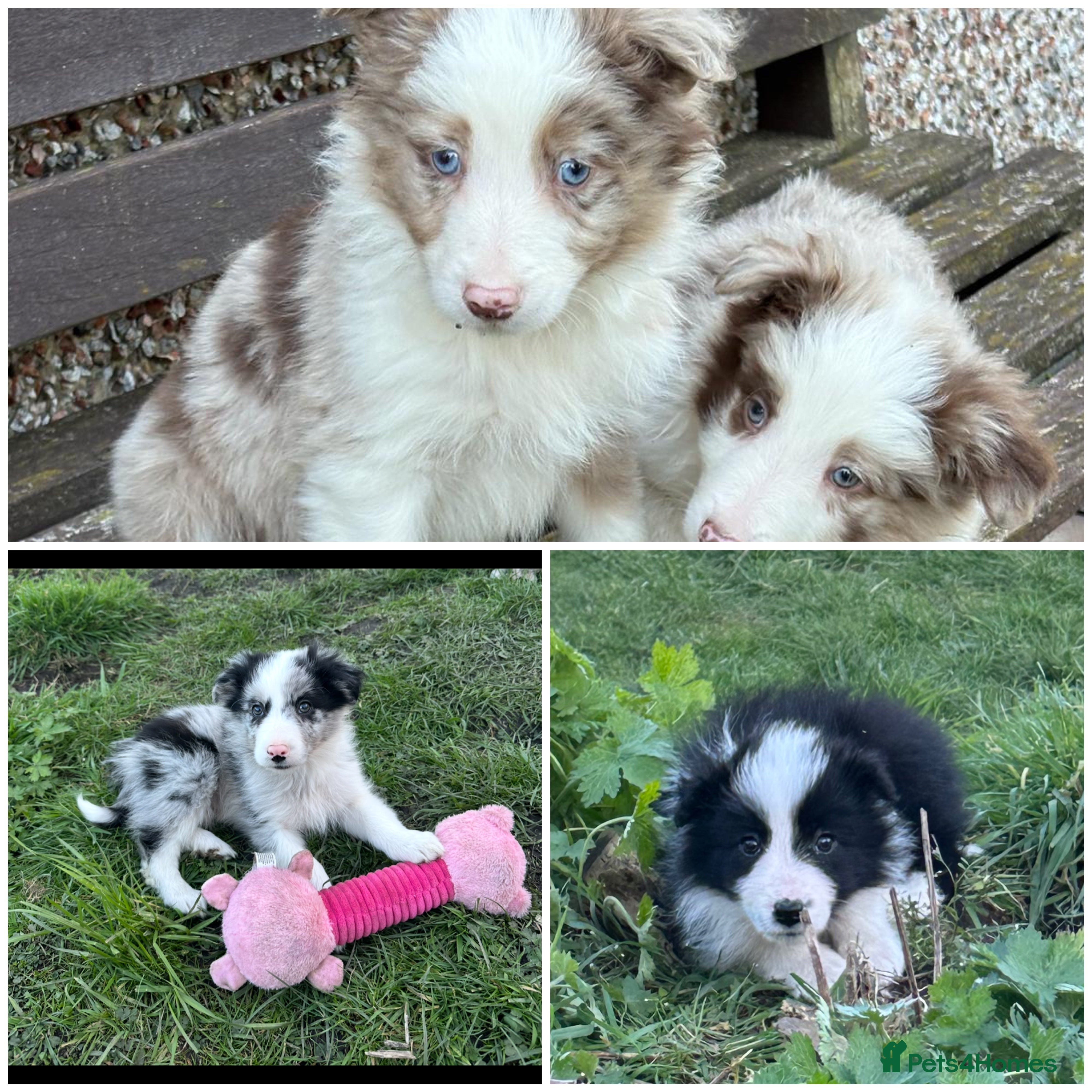 Border Collie dogs Stunning border collie puppies  - Advert 7