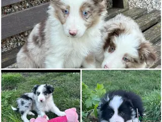 Border Collie dogs Stunning border collie puppies - Advert 7