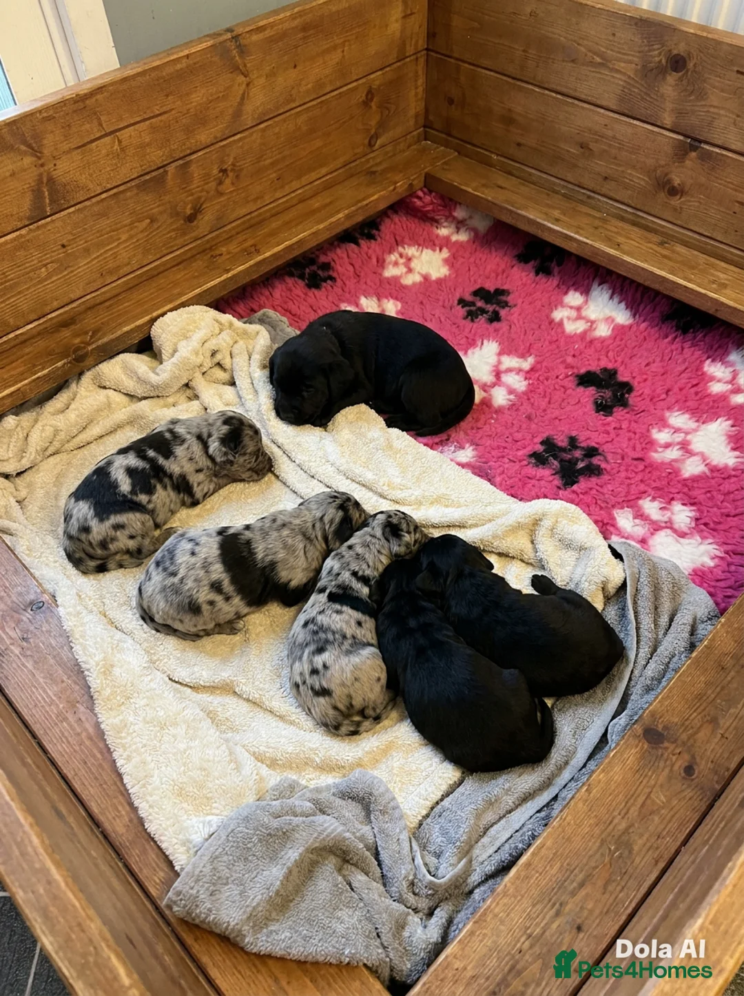 Labrador Retriever dogs for sale: Labrador puppies  - Advert 2