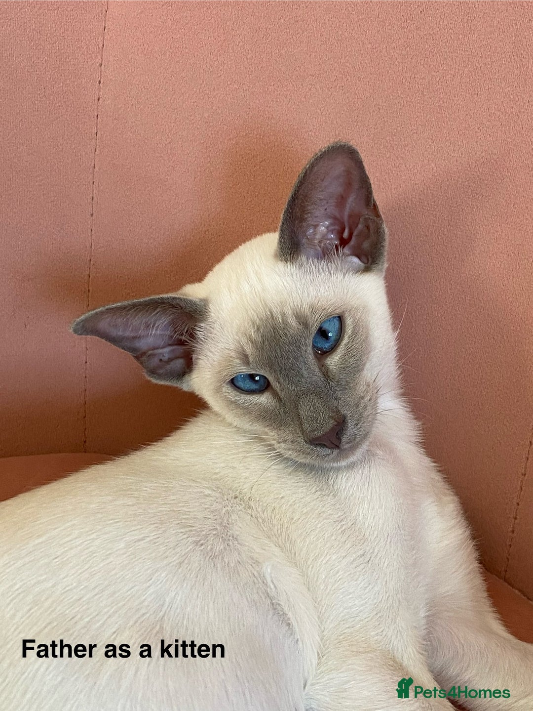 Siamese cats for sale: ✨Gorgeous GCCF registered kittens✨ - Image 27