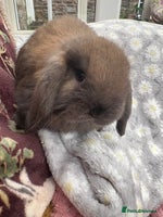 Mini Lop rabbits Raised indoors mini lop and lion lops/vaccinated - Advert 8
