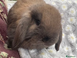 Mini Lop rabbits Raised indoors — mini lop and lion lops - Advert 2