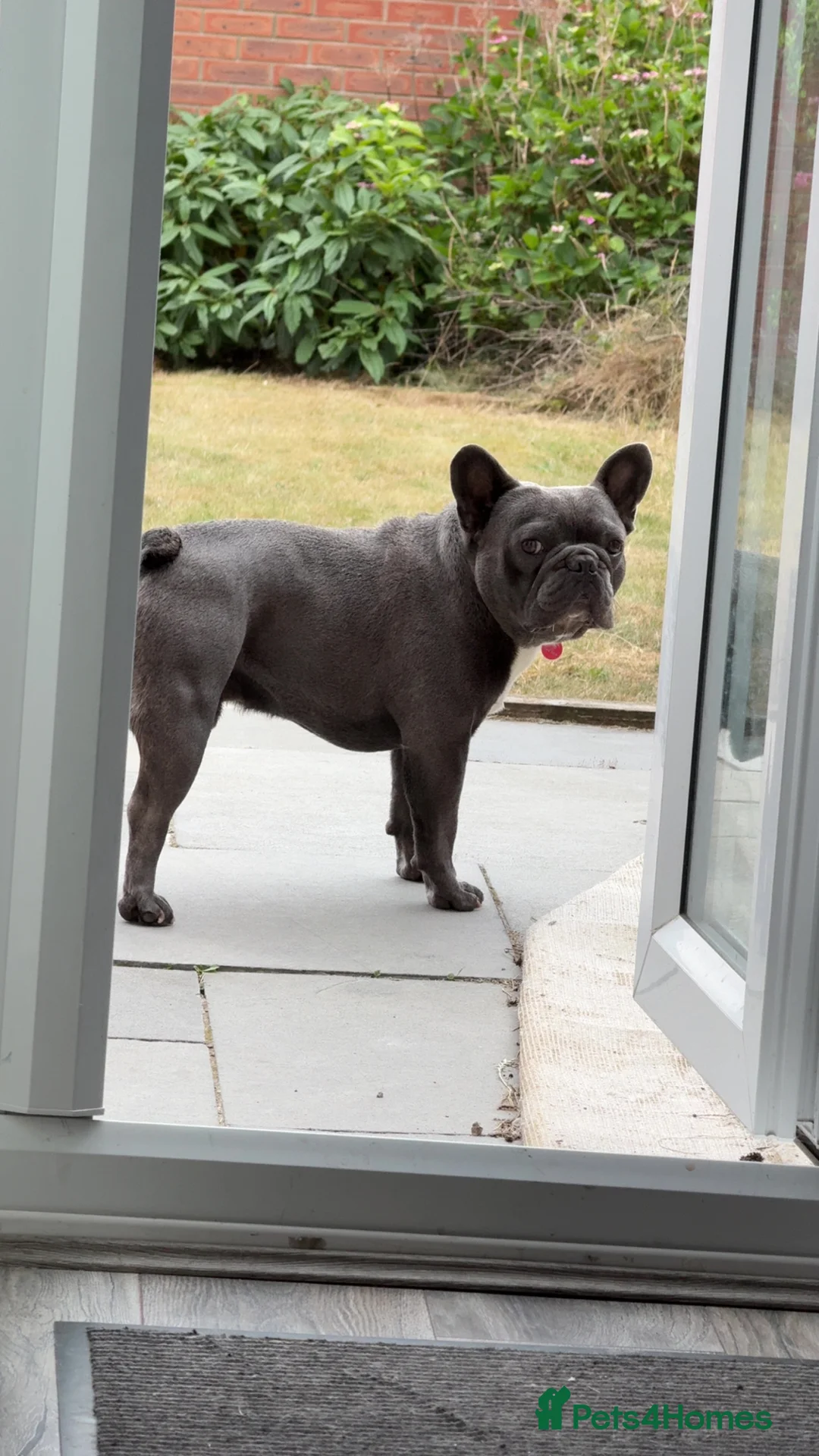 French Bulldog dogs for stud: Kc registered blue French bulldog for stud - Advert 5