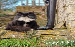 Maine Coon cats for sale: Maine coon mixed breed - Image 1