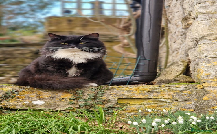 Maine Coon cats - Advert 3