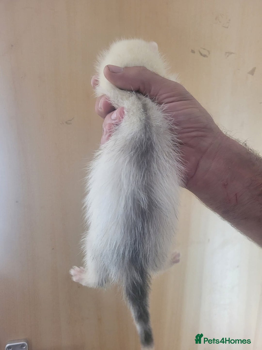 Ferret rodents for sale: Semi Angora Ferrets - Image 1