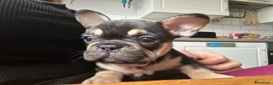 French Bulldog 1