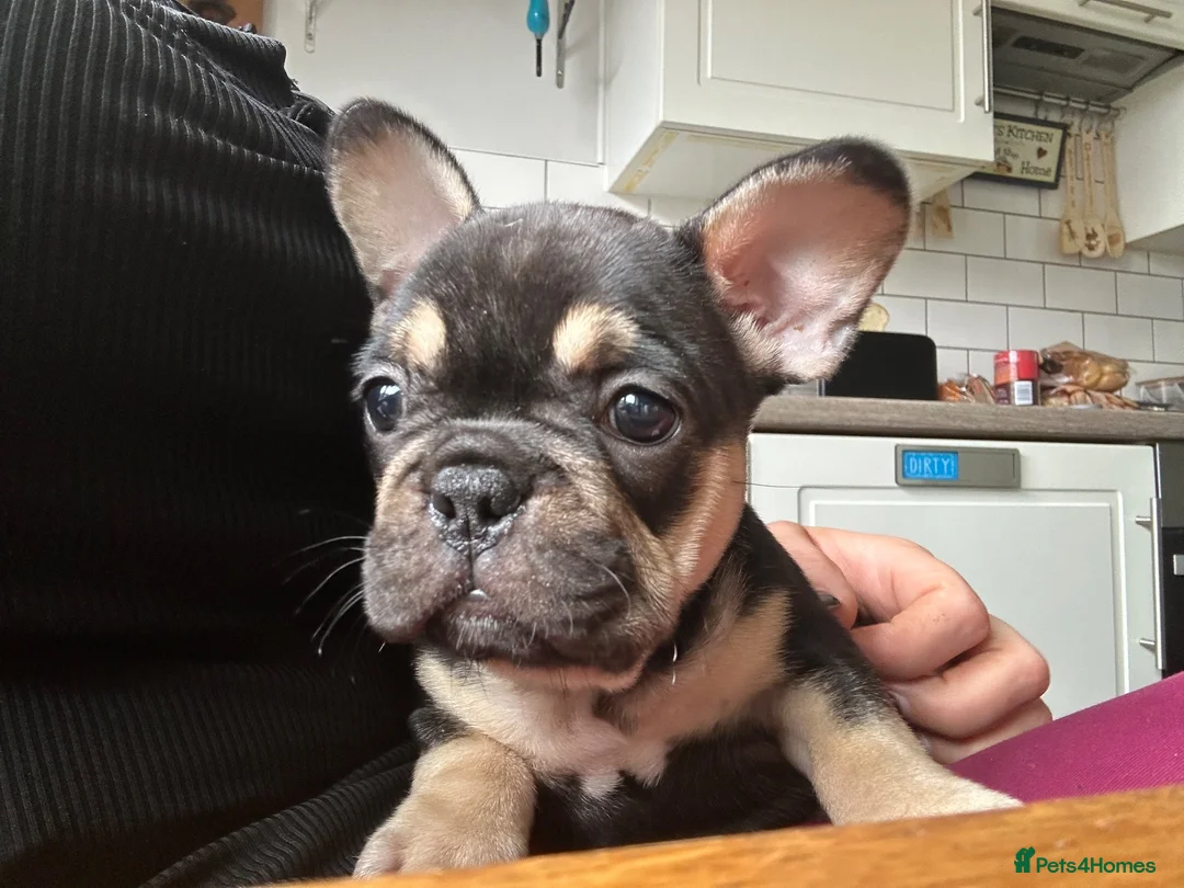 French Bulldog dogs for sale: Last two females left ready now - Advert 2