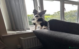 Border Collie dogs for sale: 5 month old male birder xollie - Image 1