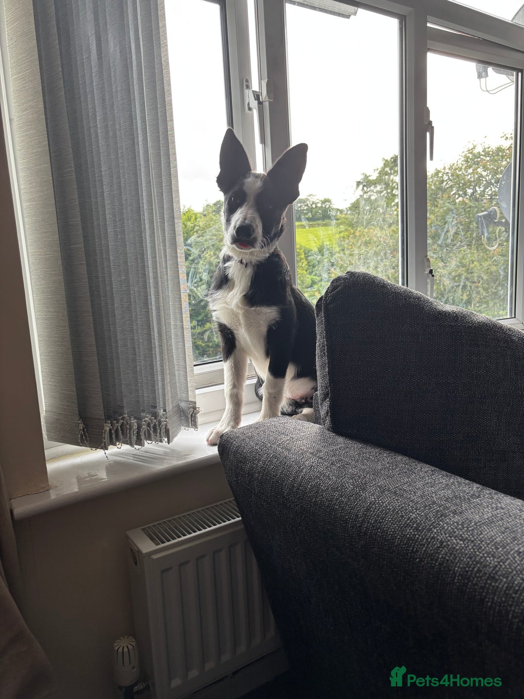 Border Collie dogs for sale: 5 month old male birder xollie - Image 1