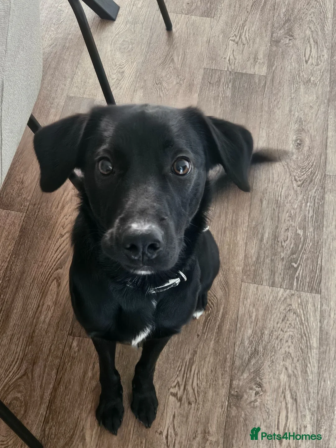 Mixed Breed dogs for sale: Border collie x german shepard - Advert 2