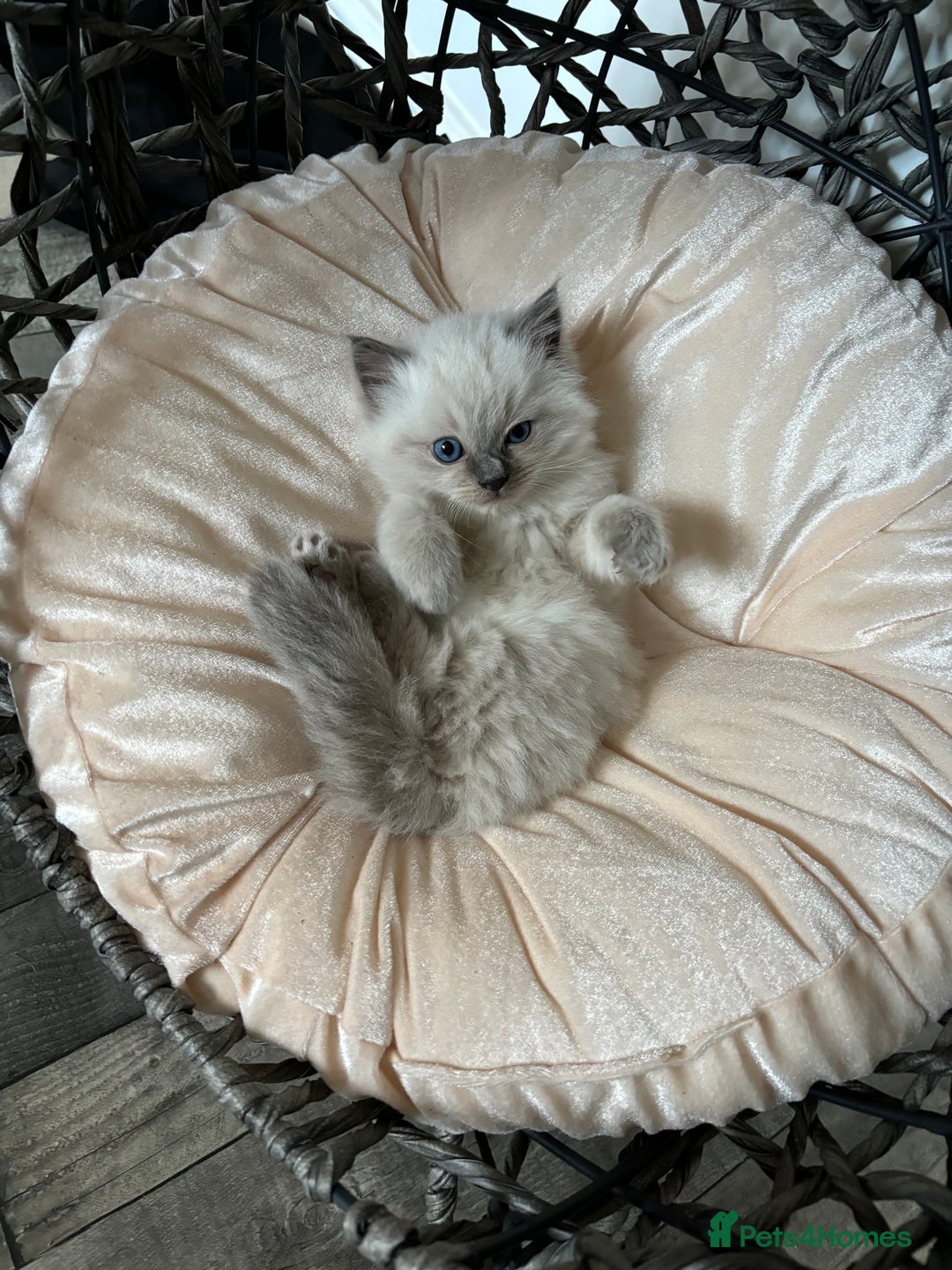 Ragdoll cats for sale: READY TO LEAVE Purebred ragdolls - Image 24