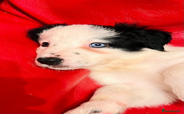 Border Collie dogs - Advert 2