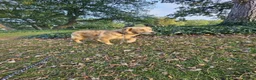 Golden Retriever dogs for sale: 8 months girl - Advert 1
