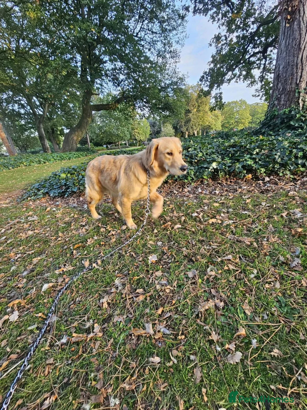 Golden Retriever dogs for sale: 8 months girl - Advert 1
