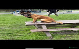 Belgian Shepherd Dog dogs for stud: kc registered Belgian malinois in Chorley - Image 3