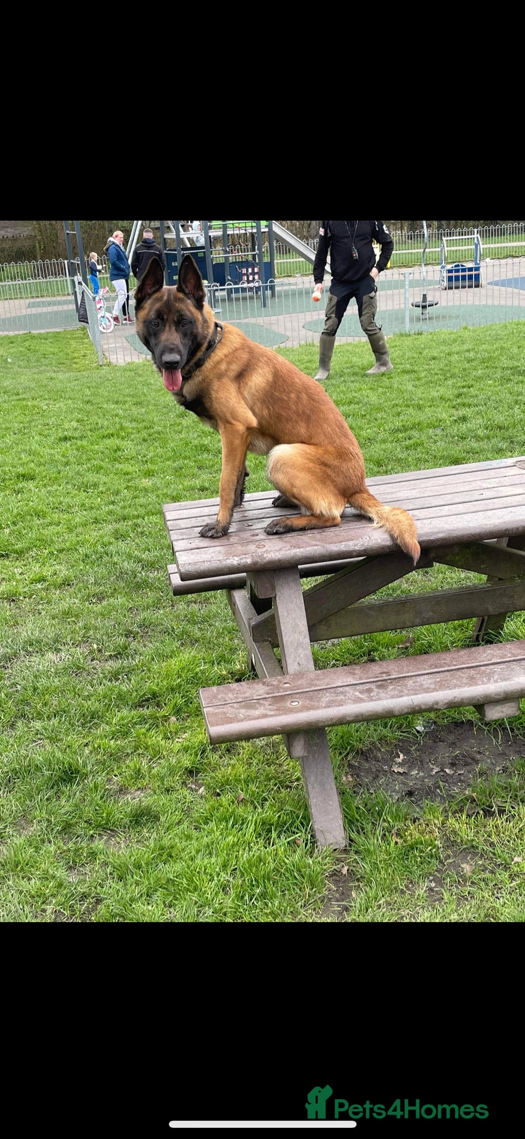 Belgian Shepherd Dog dogs for stud: kc registered Belgian malinois in Chorley - Image 3