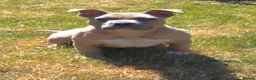 American Bully dogs for sale: 20 week old pocket bully puppy - Advert 2
