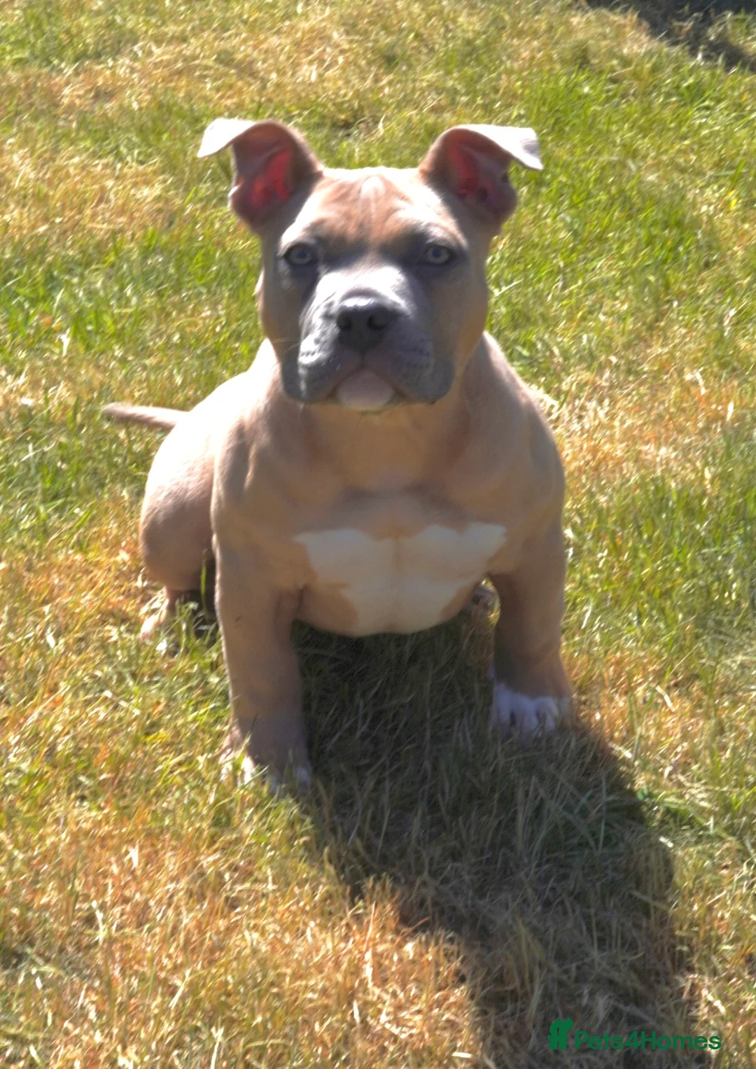 American Bully dogs for sale: 20 week old pocket bully puppy - Advert 2