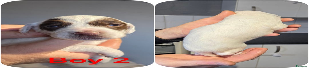 English Springer Spaniel Puppy 5