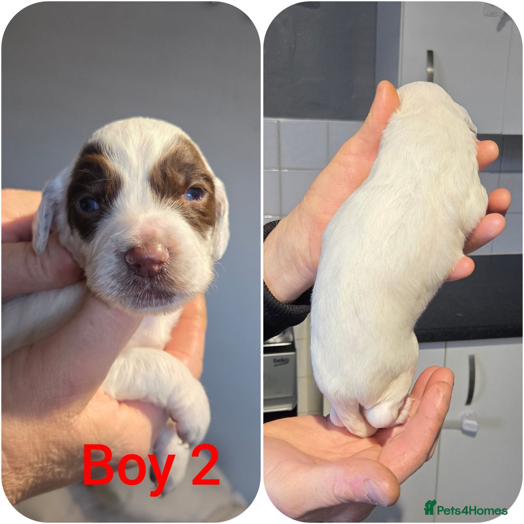 English Springer Spaniel dogs for sale: Springer spaniel puppies  - Advert 5