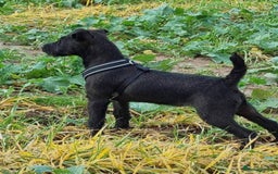 Mixed Breed dogs for sale: Patterdale/ fell terriers/ lakeland  - Image 27
