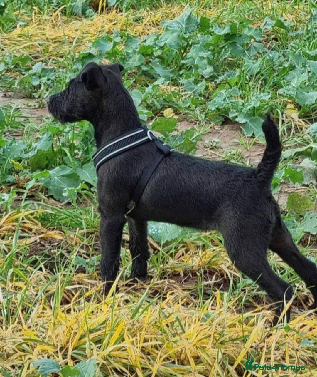 Mixed Breed dogs for sale: Patterdale/ fell terriers/ lakeland  - Image 27