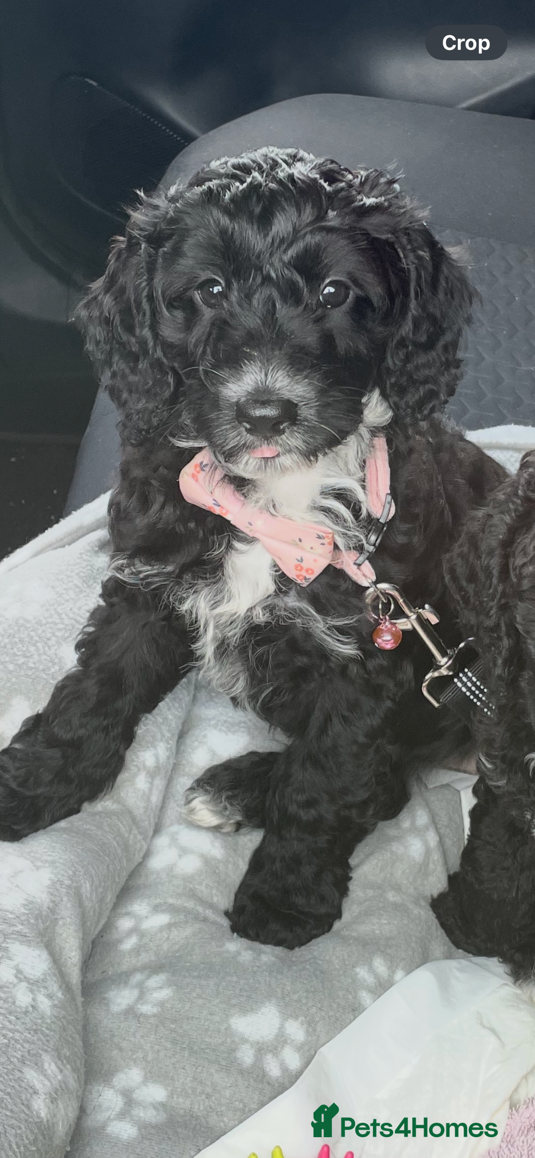 Cockapoo dogs for sale: Boni’s F1b pups, 2 little ones available 🖤🖤 - Image 4