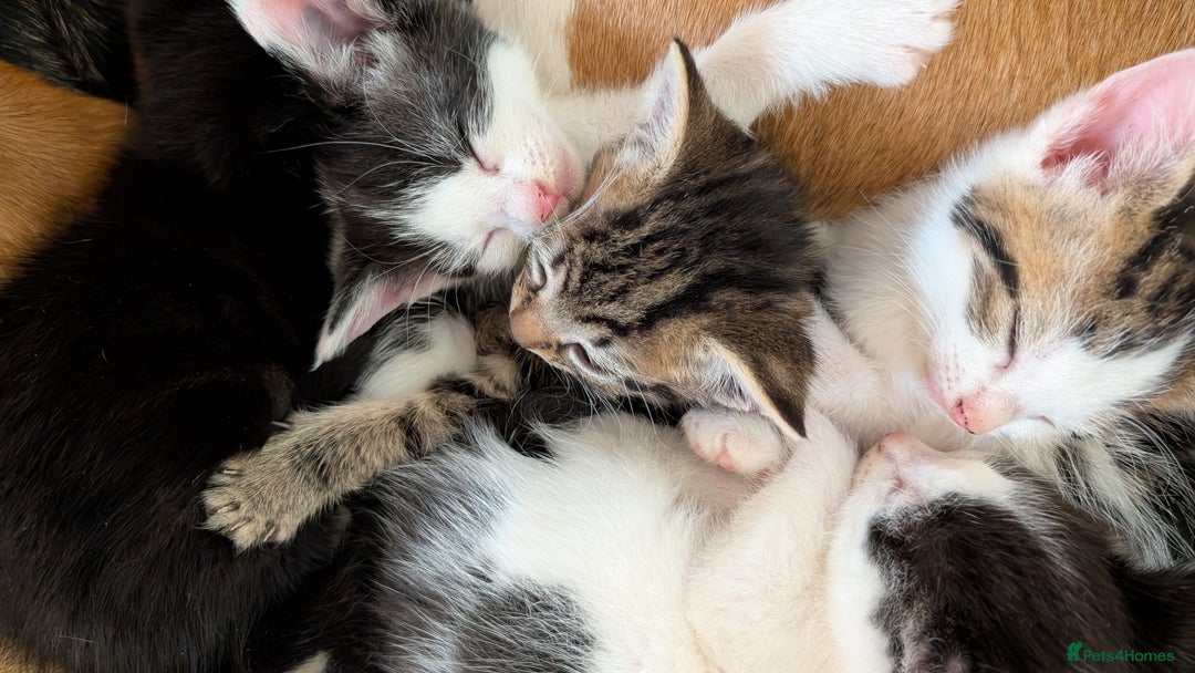 British Shorthair cats for sale: Kittens for sale - Image 3