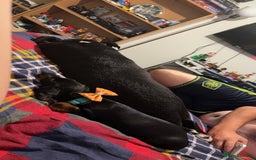 Dachshund dogs for sale: lovely dachshund male for sale  - Image 3