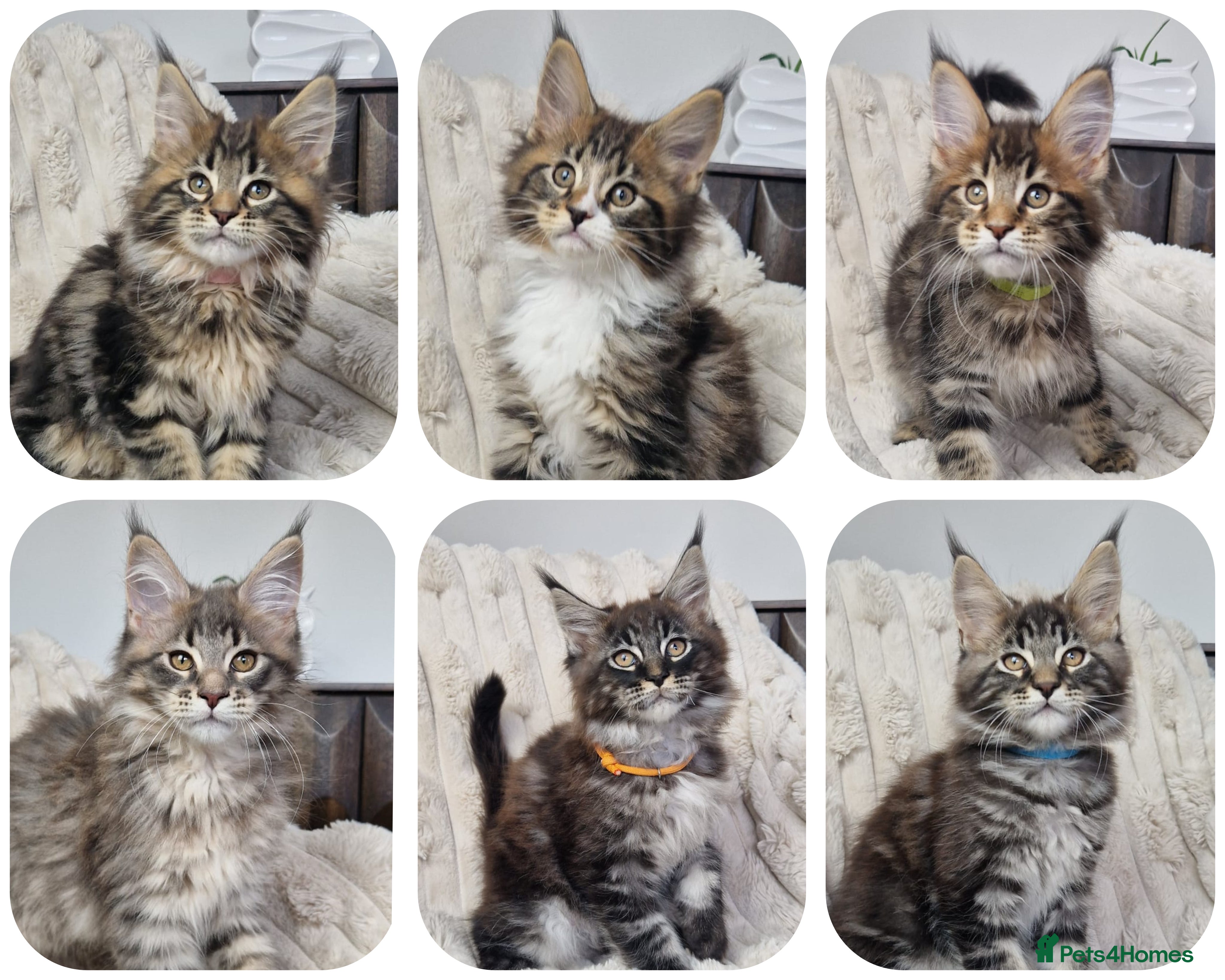 Maine Coon cats  TICA registered maine coon kittens - Advert 6