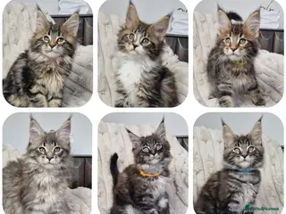 Maine Coon cats TICA registered maine coon kittens - Advert 6