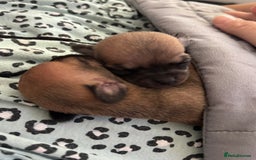 Chihuahua dogs for sale: Chihuahua puppies 8 weeks old  - Image 9
