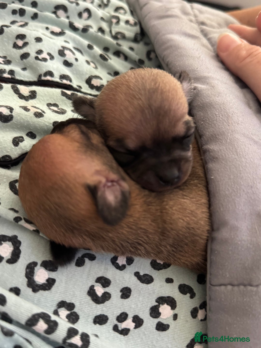 Chihuahua dogs for sale: Chihuahua puppies 8 weeks old  - Image 9
