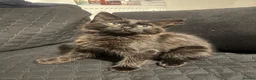Mixed Breed cats for sale: Domestic Kittens - One Tabby, One Black/Dark Brown - Advert 10