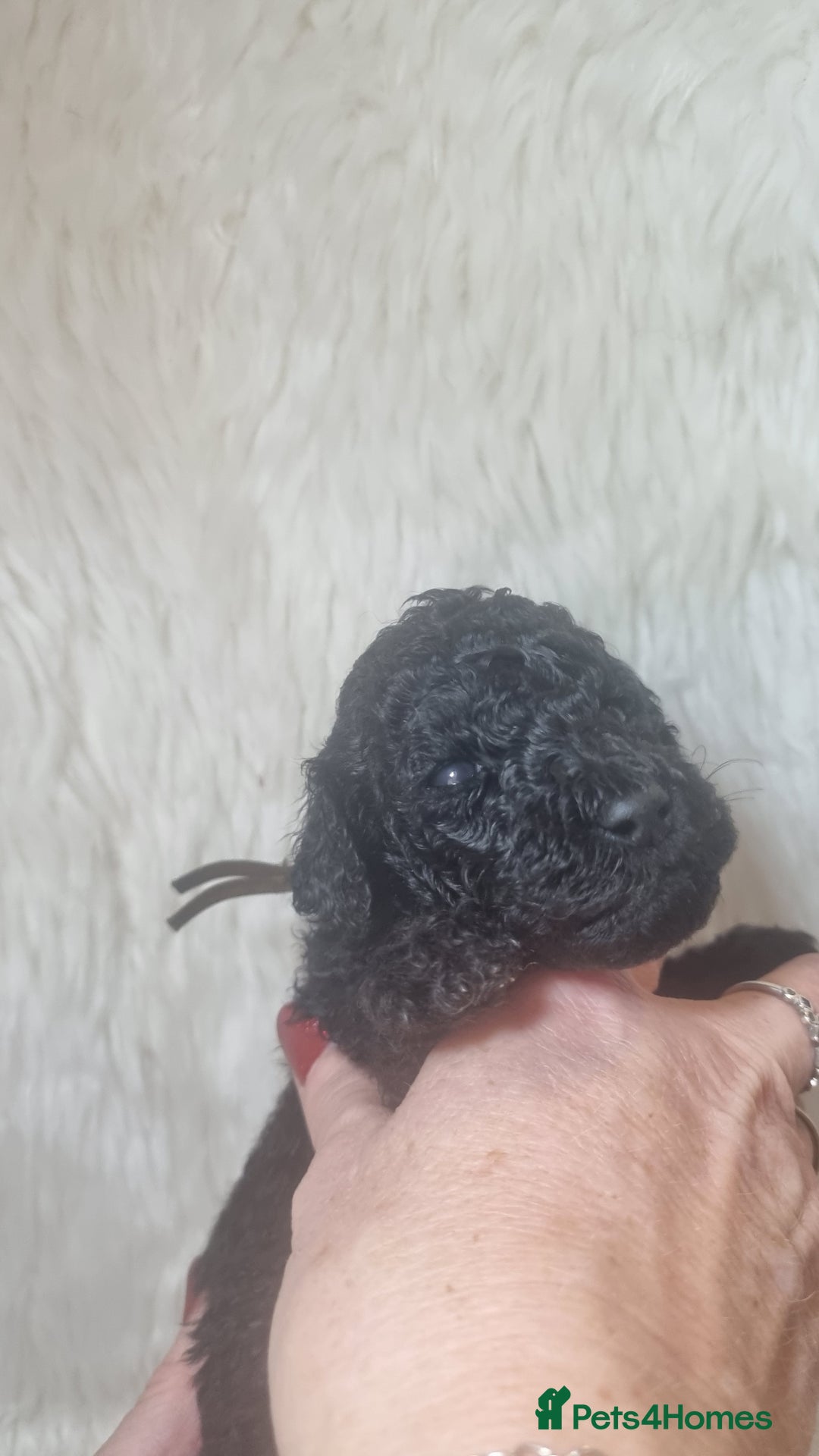 Standard Poodle dogs for sale: Exceptional Health Tested Puppies Due - Advert 13