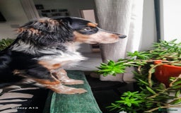 Mixed Breed dogs for stud: Collie Cocker Stud - Image 2