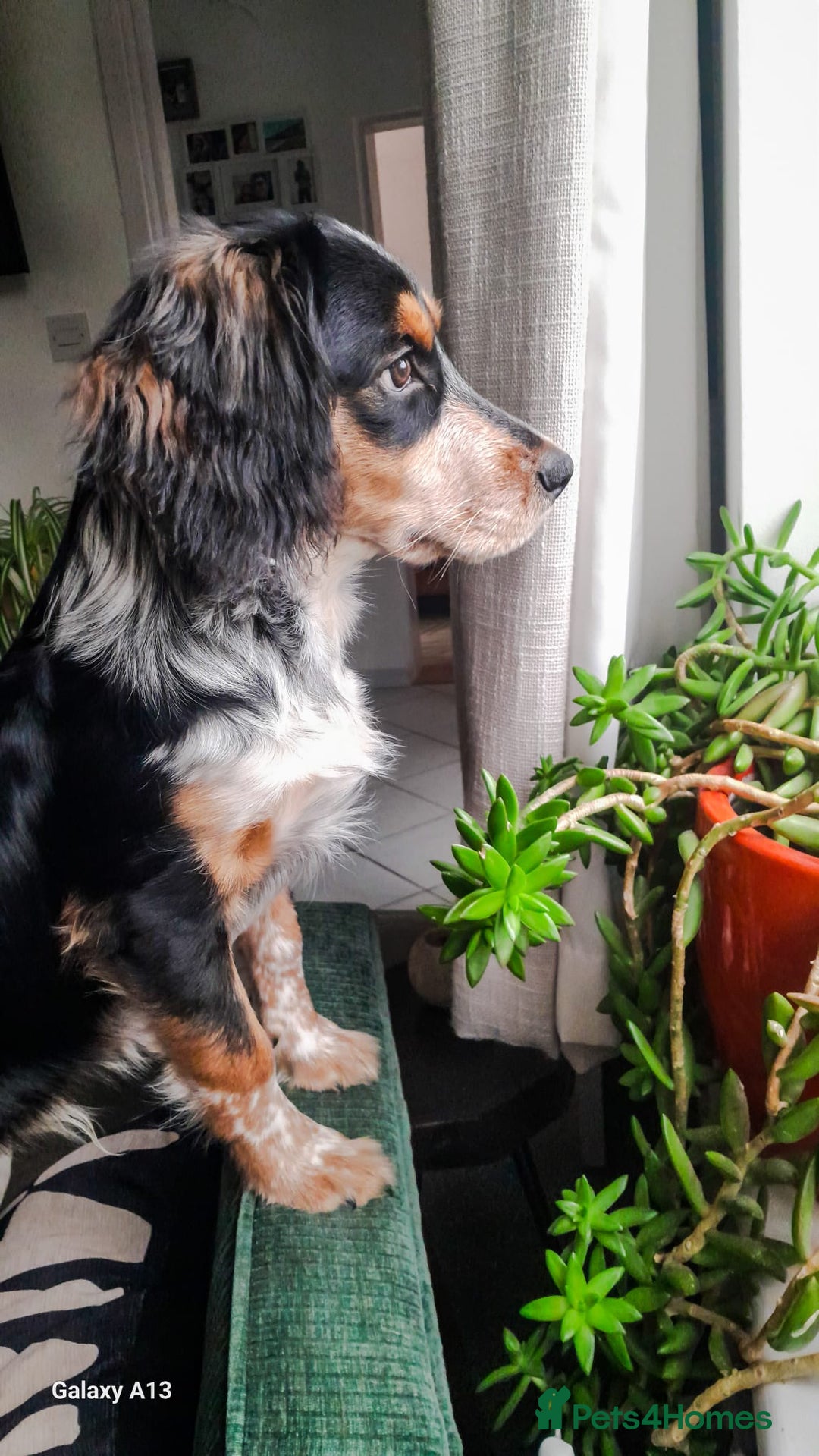 Mixed Breed dogs for stud: Collie Cocker Stud - Image 2
