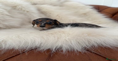 Miniature Dachshund dogs - Advert 2