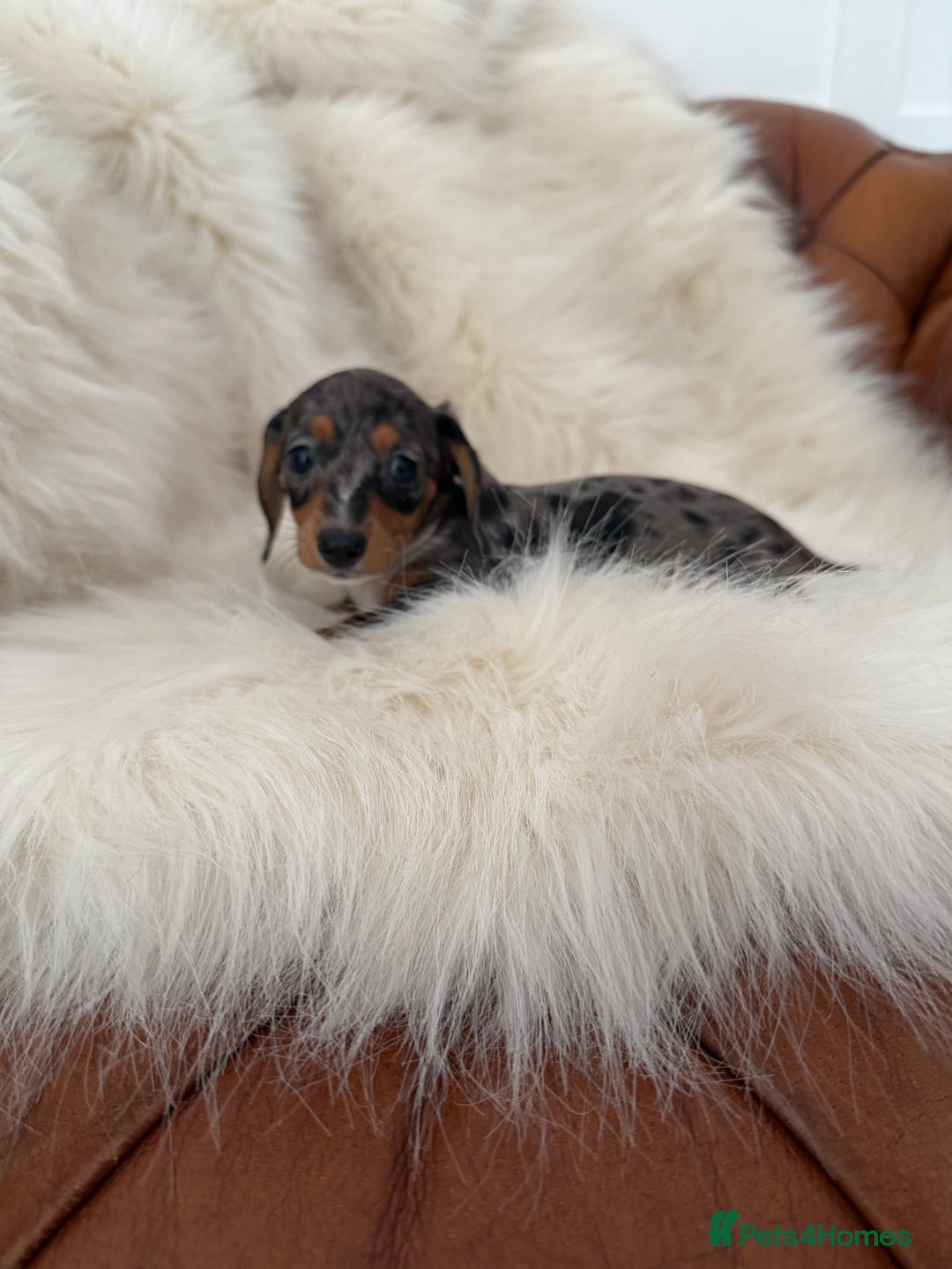 Miniature Dachshund dogs for sale: Stunning Silver & Chocolate Dapple Miniatures - Image 3