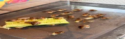 Snails invertebrates for sale: Beautiful Giant African Land Snails BABIES  - Advert 3
