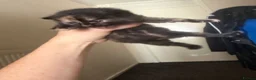 Mixed Breed cats for sale: Kittens for sale  in Birmingham - Advert 5