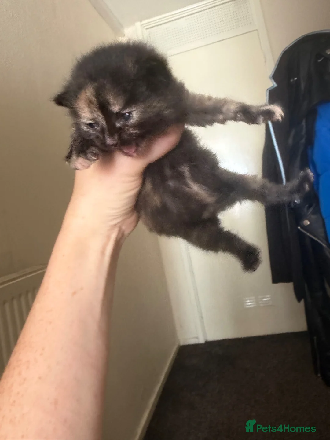 Mixed Breed cats for sale: Kittens for sale  in Birmingham - Advert 5