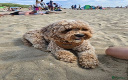 Cavapoo dogs for sale: Amazing Cavapoo Coffee - Advert 6