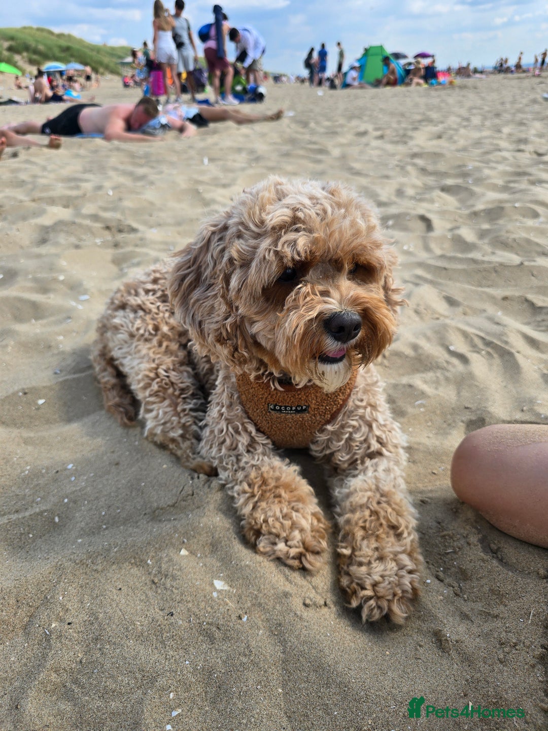 Cavapoo dogs for sale: Amazing Cavapoo Coffee - Advert 6