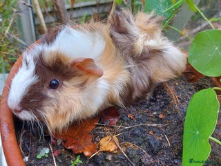 Guinea Pig rodents Beautiful Baby Guinea Pigs - Advert 17