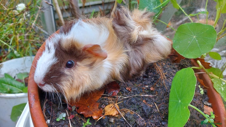 Guinea Pig rodents Beautiful Baby Guinea Pigs - Advert 18