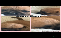 Mixed Breed dogs for sale: Beautiful Frenchie crossed with imperial Shitzu  - Image 3